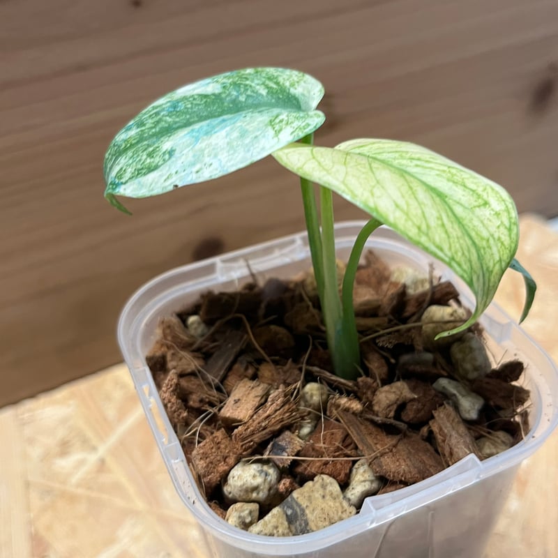 モンステラ デリシオーサ ホワイトモンスター | GREEN LUCK