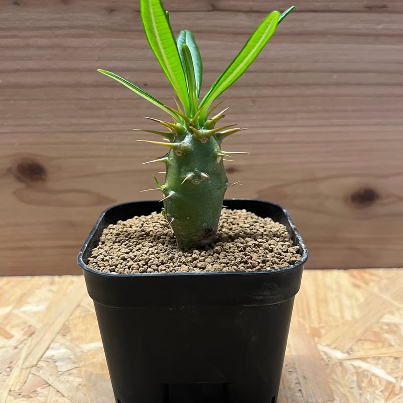 パキポディウム アンボンゲンセ | GREEN LUCK