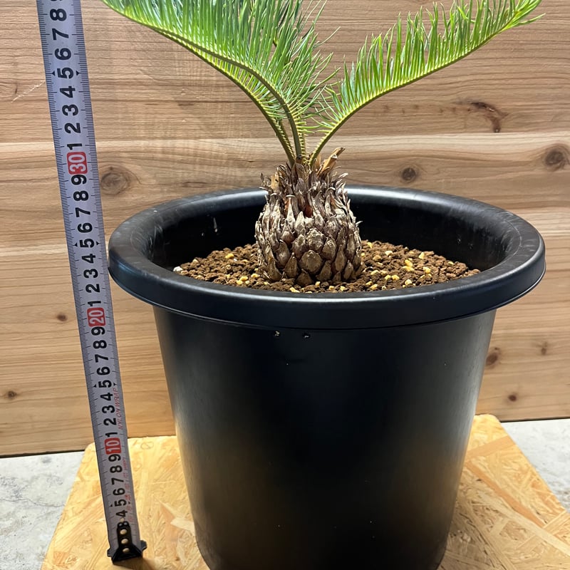 サイカス カイルンシアナ | GREEN LUCK