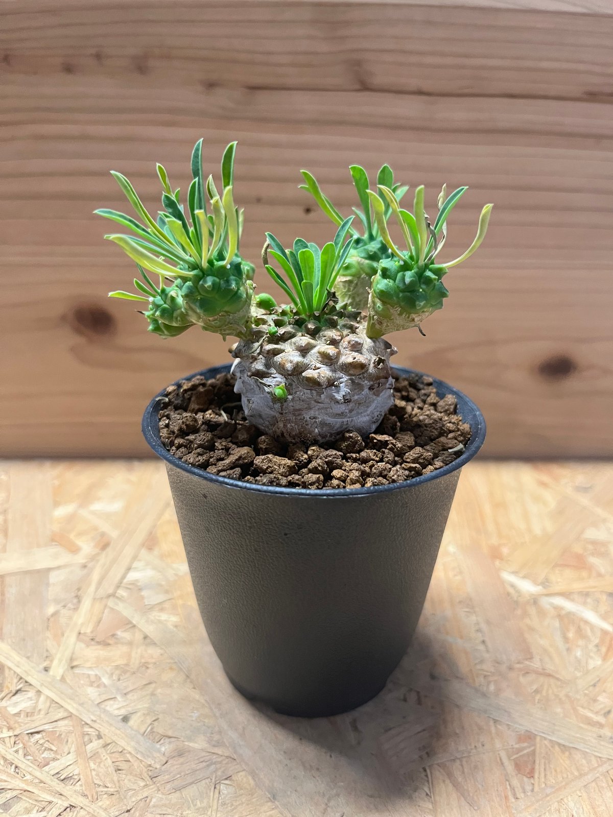 ユーフォルビア 峨眉山 | GREEN LUCK