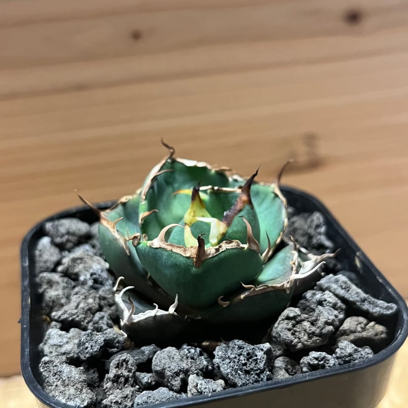 アガベ チタノタ 'US NO NAME' | GREEN LUCK