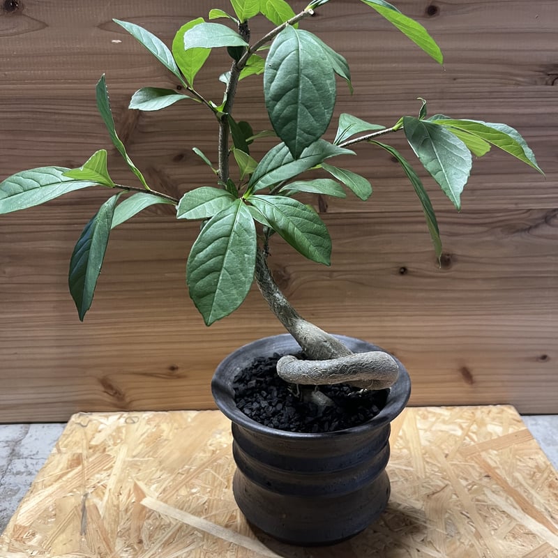 アダンソニア ディギタータ バオバブ×土京鉢 | GREEN LUCK