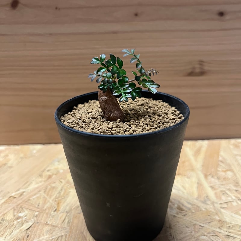 オペルクリカリア パキプス 根差し | GREEN LUCK