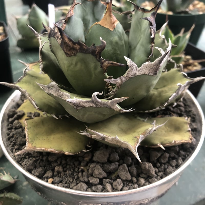 アガベ チタノタ オアハカ 輸入株 | GREEN LUCK