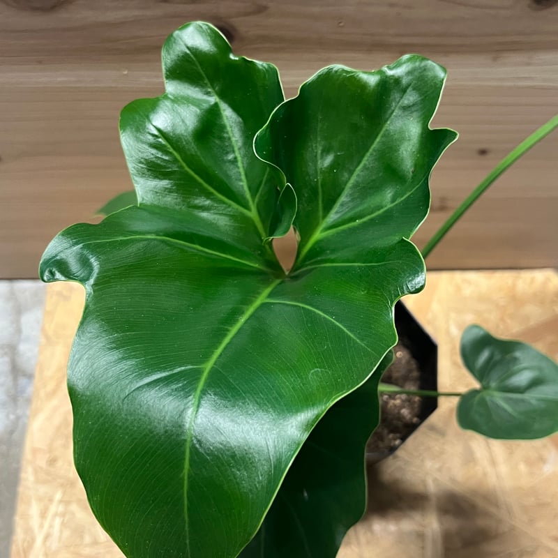 フィロデンドロン ソノラ | GREEN LUCK