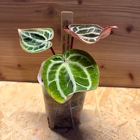 フィロデンドロン ポリポディオイデス | GREEN LUCK