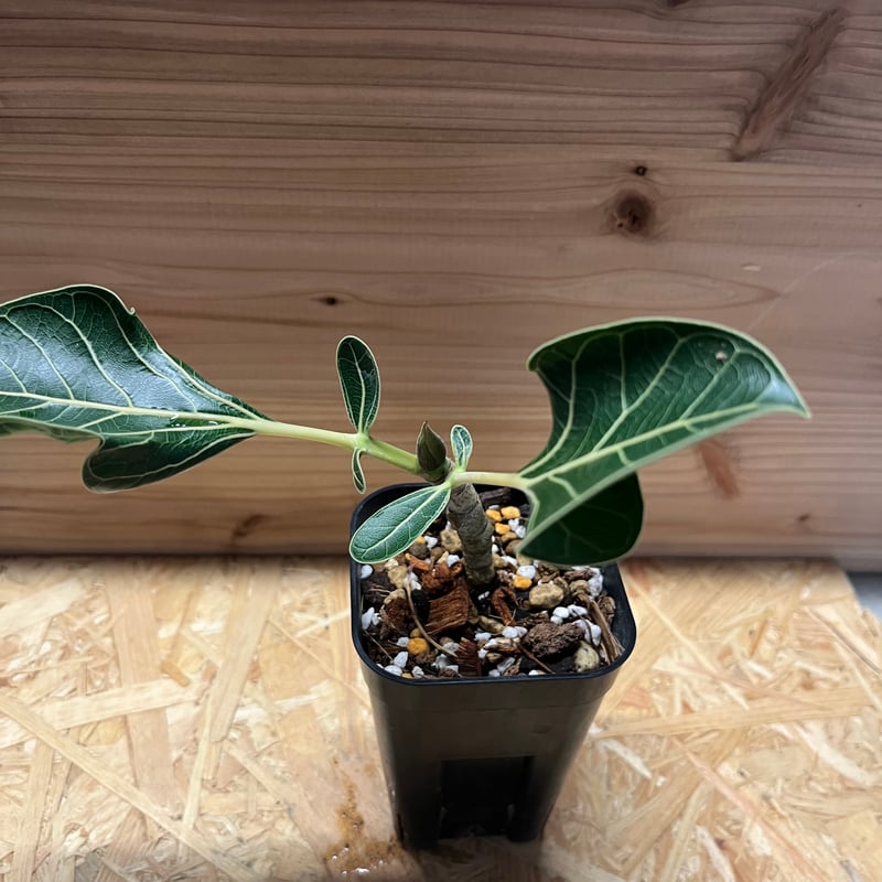 フィカス クリシュナボダイジュ | GREEN LUCK