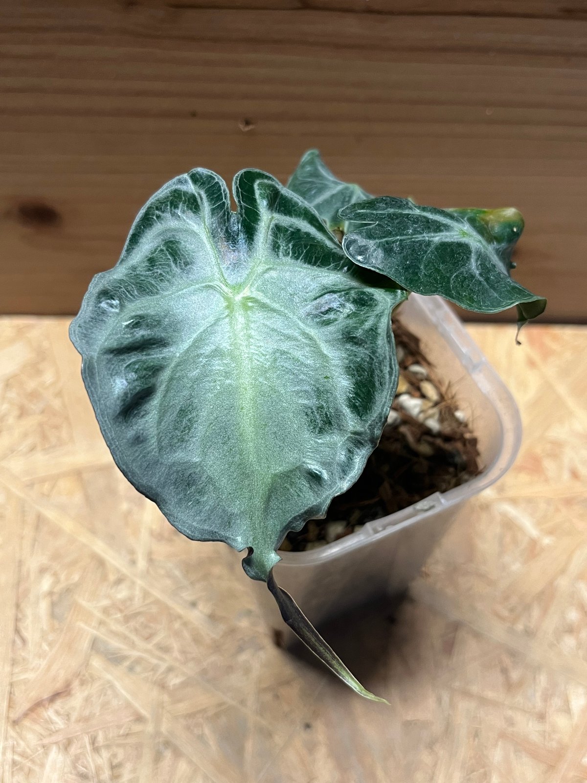 アロカシア ベノム | GREEN LUCK