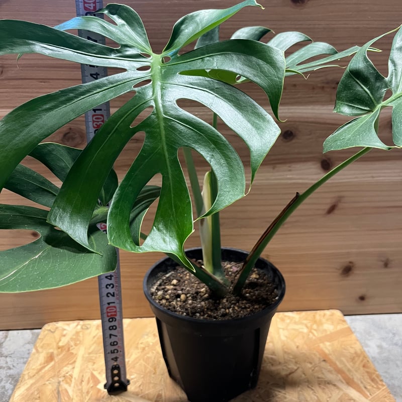 モンステラ(デリシオーサの実) 12個 モンステラ デリシオーサ M | 観葉