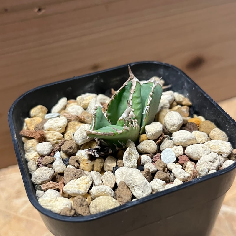 アガベ チタノタ CJ 大白鯊 | GREEN LUCK