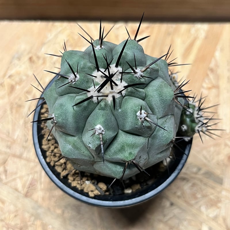 コピアポア シネレア 黒王丸 実生 | GREEN LUCK