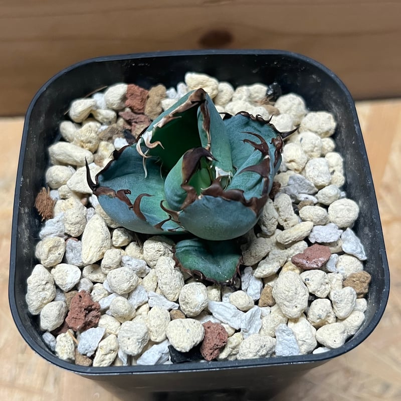 アガベ チタノタ ブルーボール | GREEN LUCK