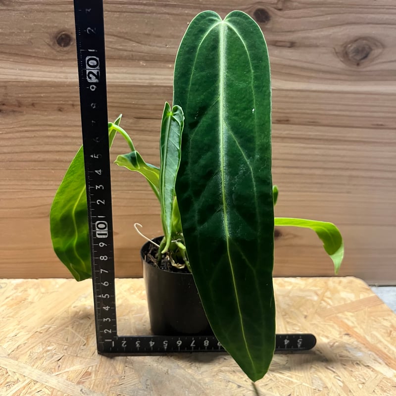 アンスリウム ワロクアナム | GREEN LUCK