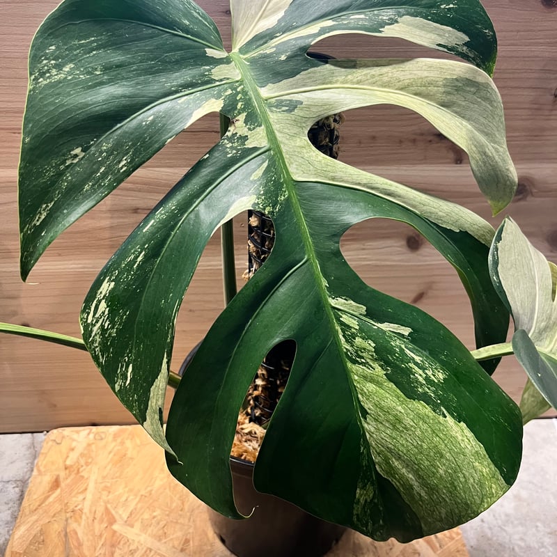 モンステラ デリシオーサ ミント | GREEN LUCK