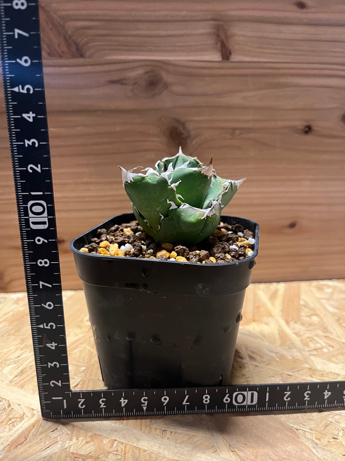 アガベ チタノタ COK aka CG01 | GREEN LUCK