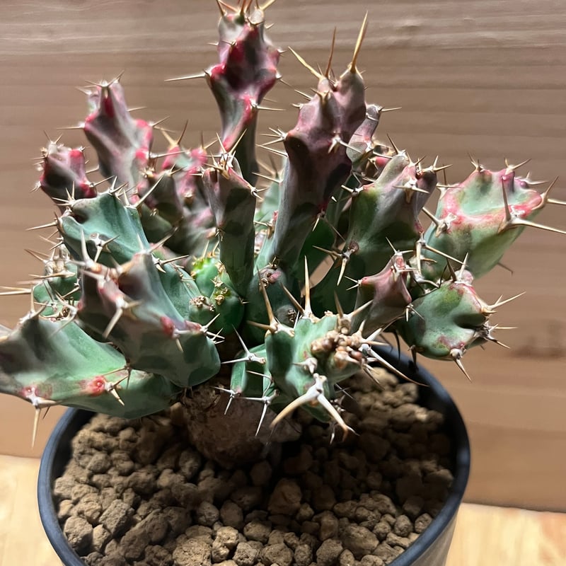 ユーフォルビア クラビゲラ | GREEN LUCK