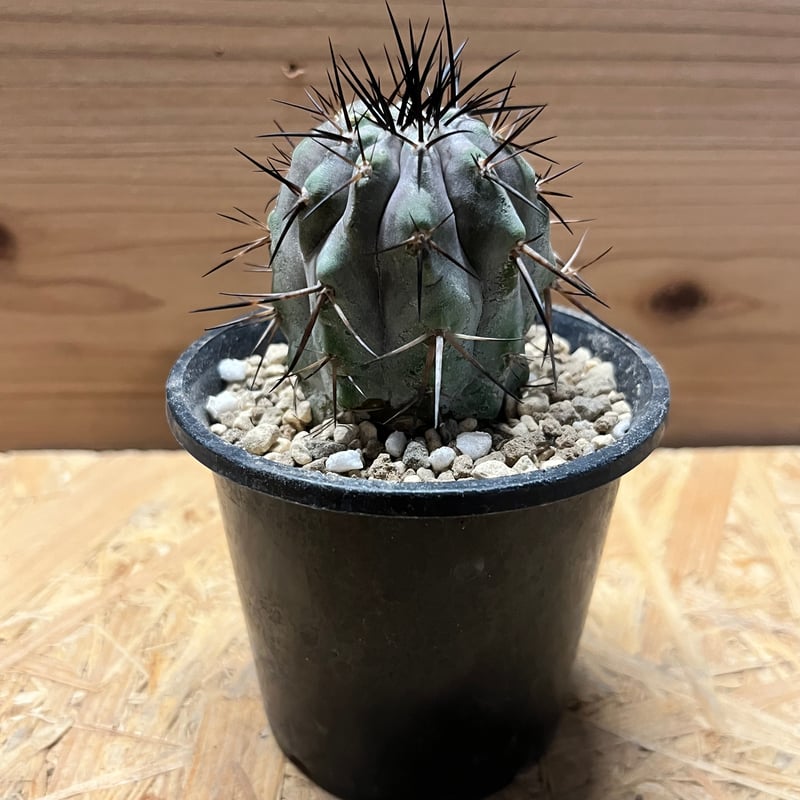 コピアポア シネレア 黒王丸 カキコ | GREEN LUCK