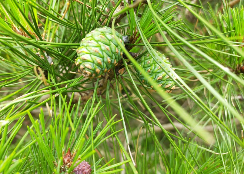青松ぼっくり【期間、数量限定】 | 赤松くらし