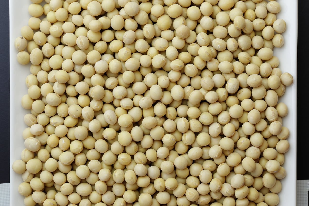 令和7年産北海道産大豆「とよまさり」30kg | まめばたけ