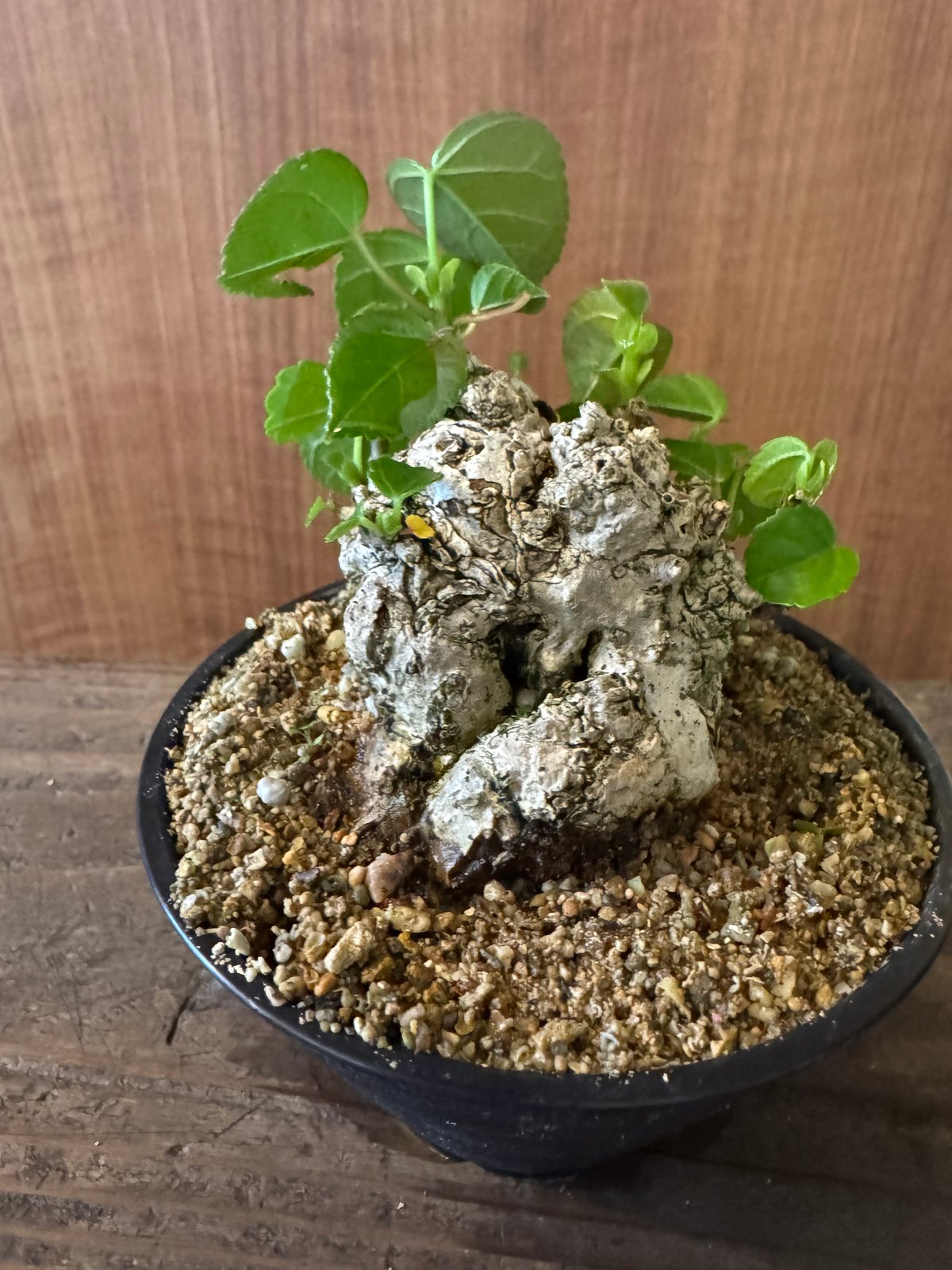 専用 オオハマボウ 小品盆栽 太幹 ハート型の葉 オオハマボウ 小品盆栽