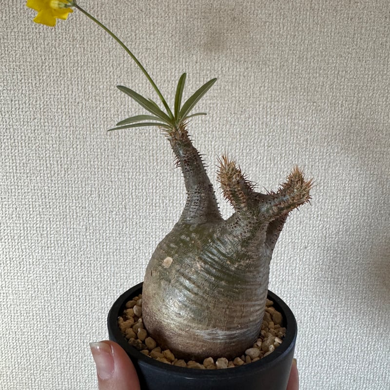 発根済 パキポディウムグラキリス | plants TORICO