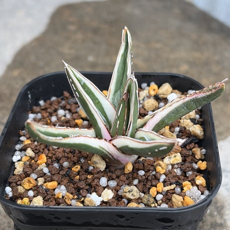 アガベ氷山 | STORES