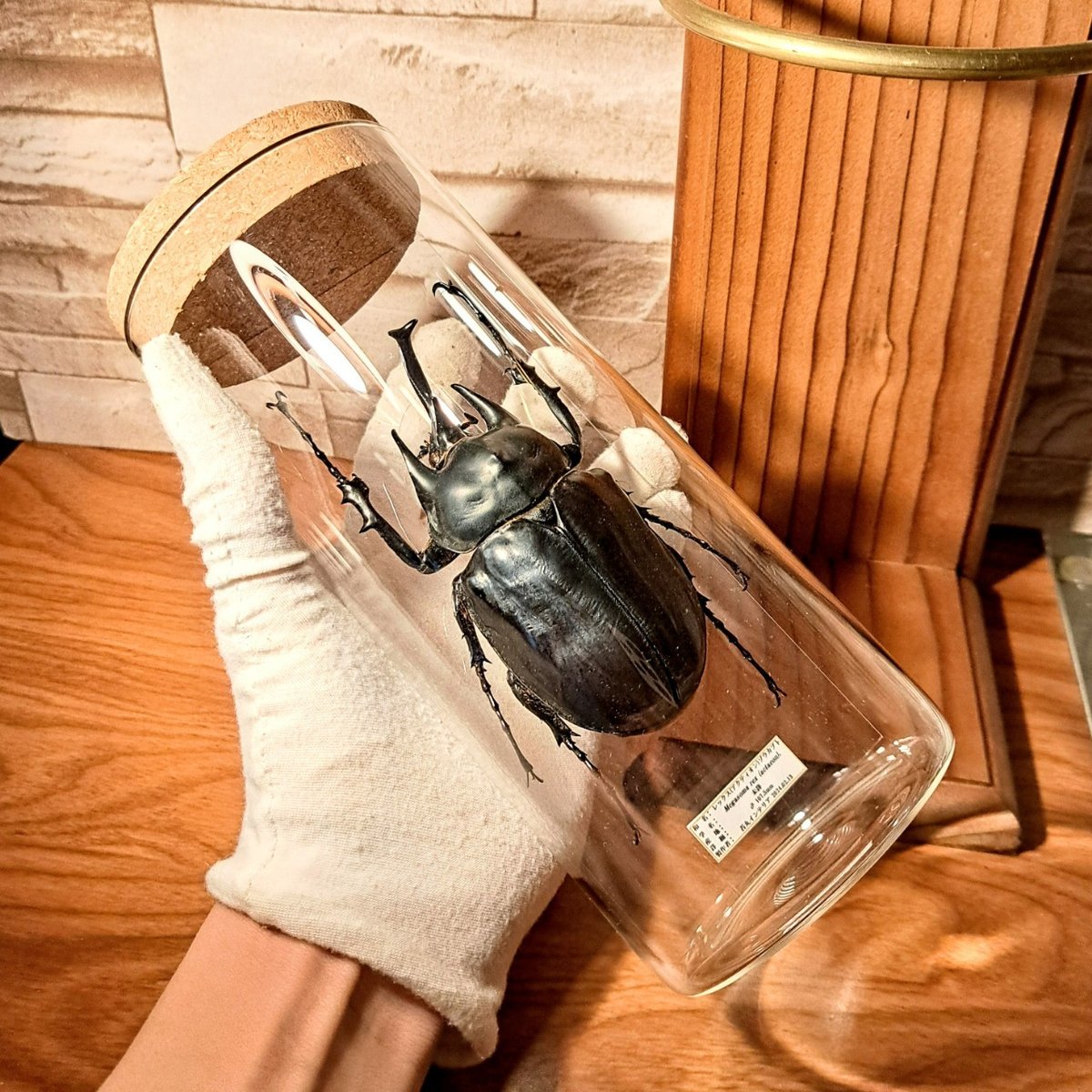 HYOHON『柱』L】レックス(アクティオン)ゾウカブト♂107.5mm | 苔丸