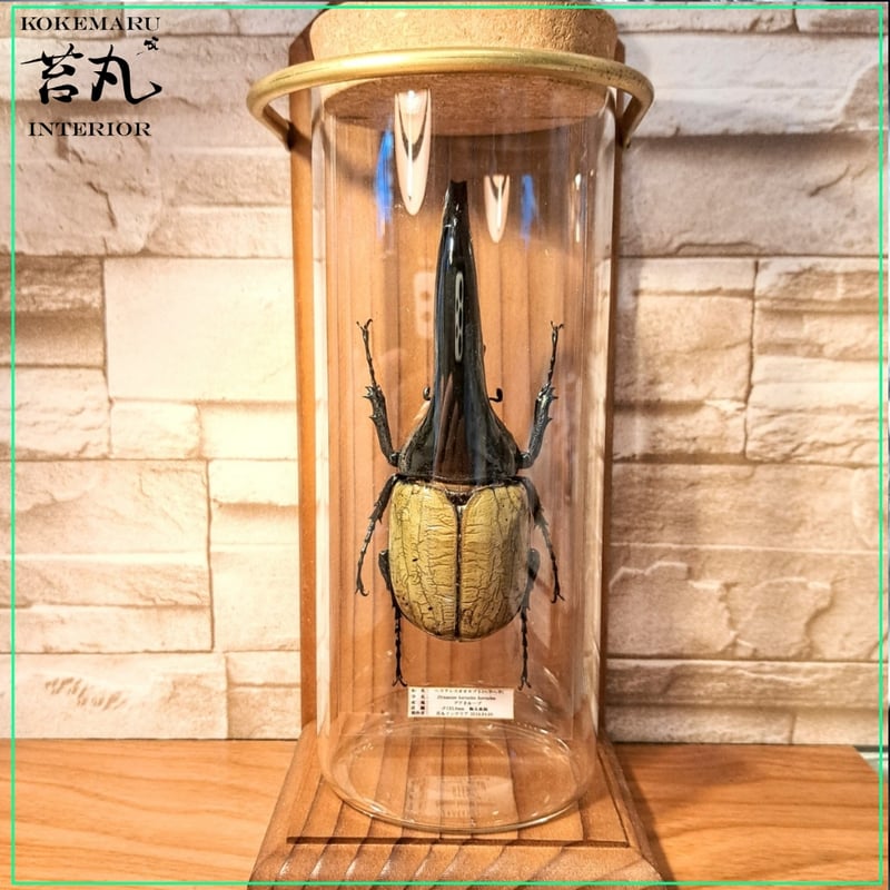 昆虫標本】ヘラクレスオオカブト♂(極太血統)132.8mm 学術型インテリア