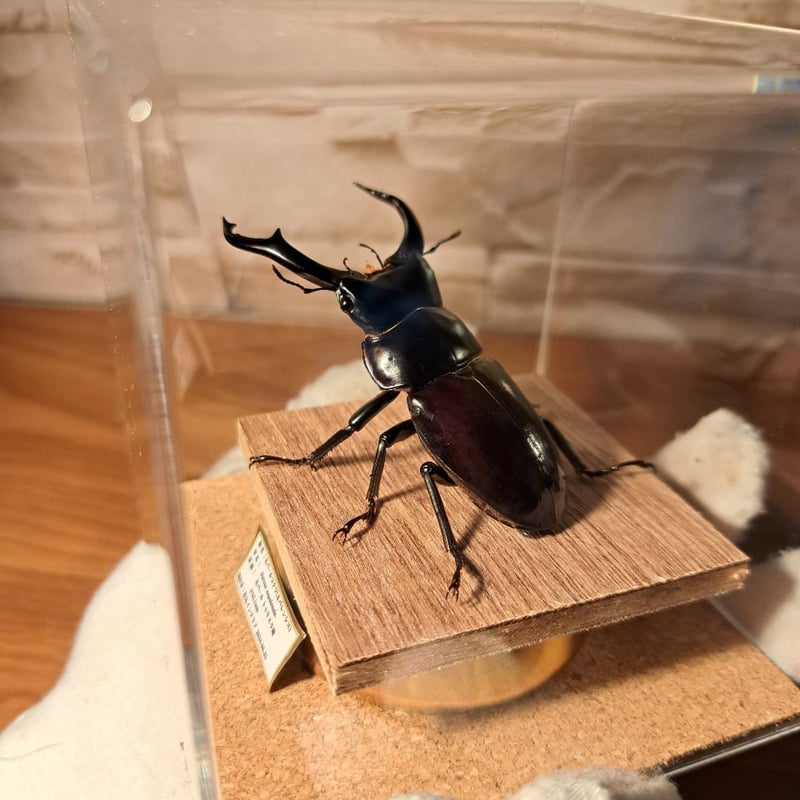 昆虫標本】ネパールコクワ(ネパレンシスコクワ)♂62.1mm※特大 立体標本