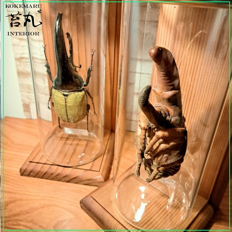 HYOHON 『柱』】 極太ヘラクレスオオカブト蛹(さなぎ) | 苔丸