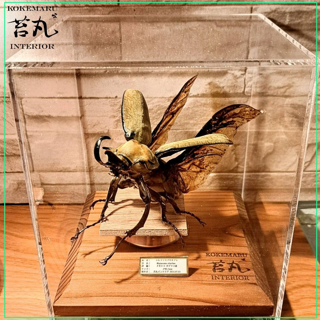 昆虫標本】エレファスゾウカブト(不全個体)♂95.1mm 立体標本 大型
