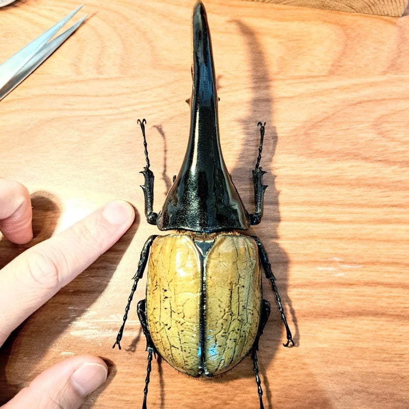 1点もの【昆虫標本】特大サイズ ヘラクレスオオカブト163mm 学術型