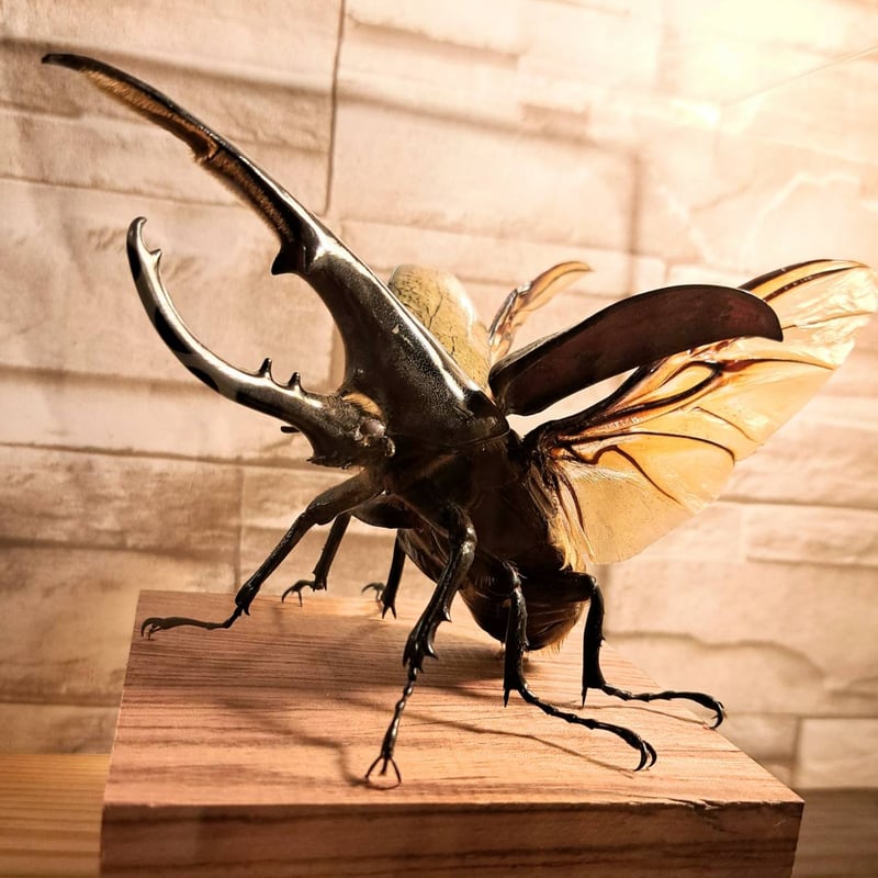 HYOHON『角』s20】ヘラクレスオオカブト♂142.3mm 立体標本立体飛翔