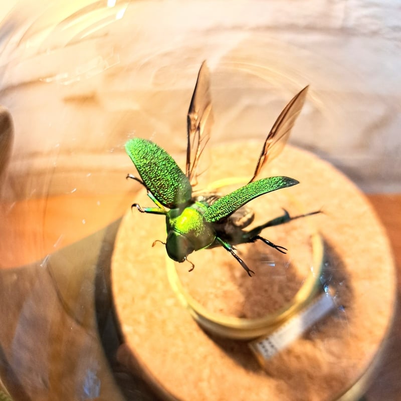 昆虫標本】アシナガミドリツヤコガネ飛翔仕上げ 美麗種ガラスドーム