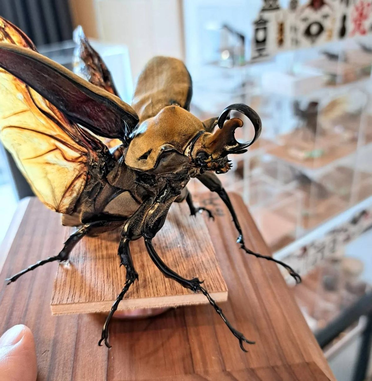 昆虫標本】エレファスゾウカブト(不全個体)♂95.1mm 立体標本 大型