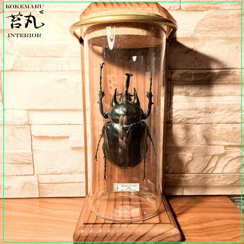 HYOHON『柱』L】レックス(アクティオン)ゾウカブト♂107.5mm | 苔丸