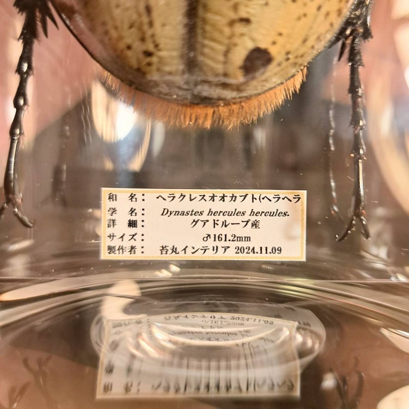 ラグジュアリー 昆虫標本】ヘラクレスオオカブト♂161.2mm インテリア