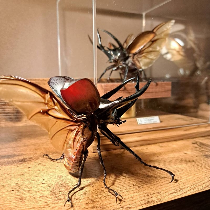 HYOHON『角』s17】コーカサスオオカブト♂102mm | 苔丸インテリア(公式