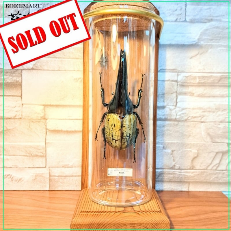 標本 珍ヘラクレスヘラクレス ブルー パチセラス血統 カブト 標本 珍