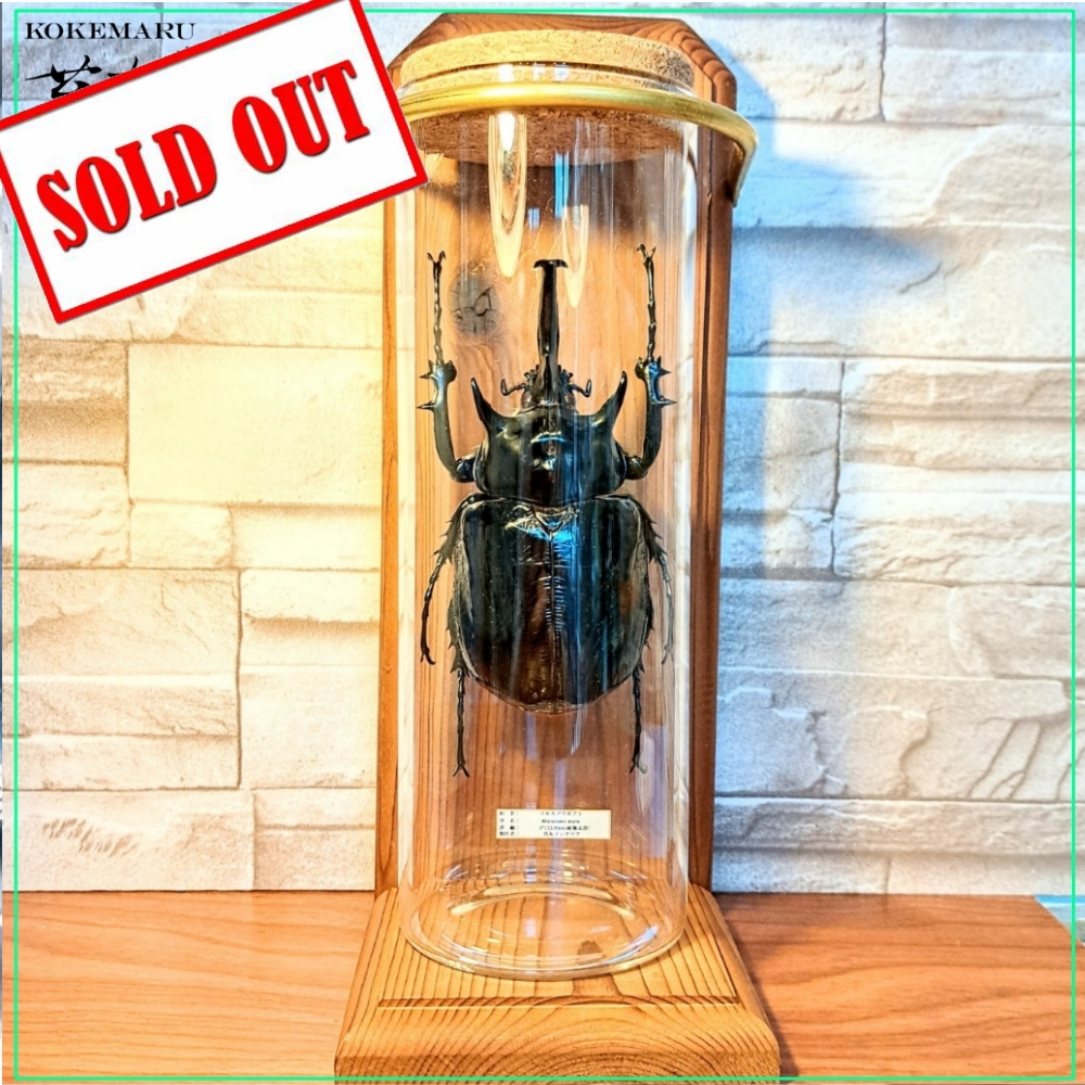 昆虫標本】(大型)マルスゾウカブト♂123.9mm インテリア瓶展示(大