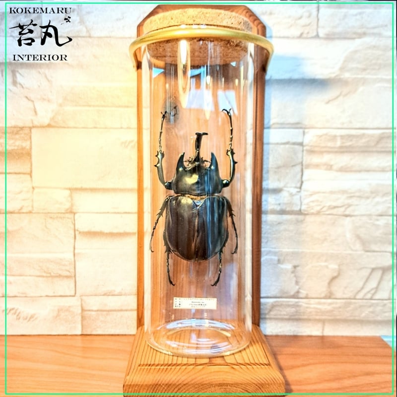 1点もの【昆虫標本】レックスゾウカブト♂93.3mm 学術型インテリア瓶