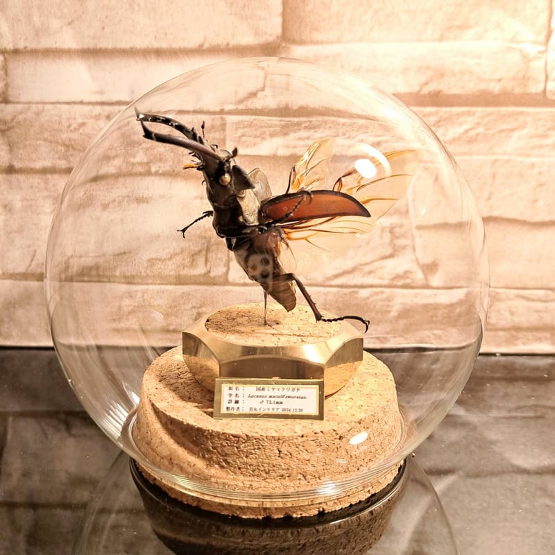 ラグジュアリー 昆虫標本】国産ミヤマクワガタ♂特大サイズ72.3mm 飛翔