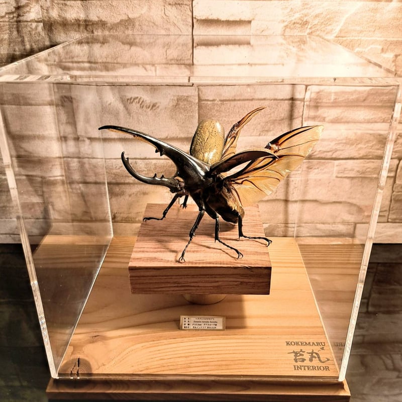 HYOHON『角』s20】ヘラクレスオオカブト♂142.3mm 立体標本立体飛翔