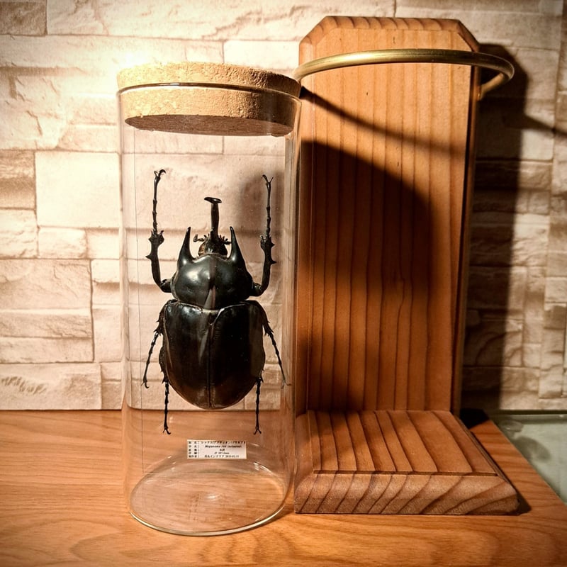 HYOHON『柱』L】レックス(アクティオン)ゾウカブト♂107.5mm | 苔丸