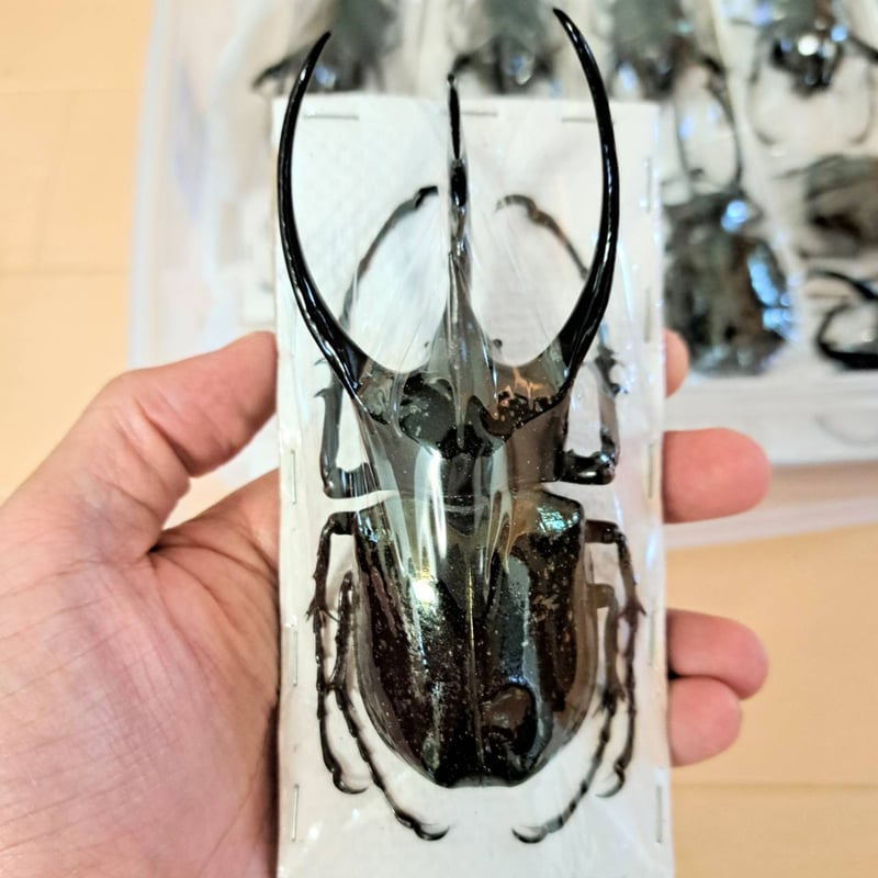 標本用死虫(パック標本) 】超特大コーカサスオオカブト♂100mmUP | 苔
