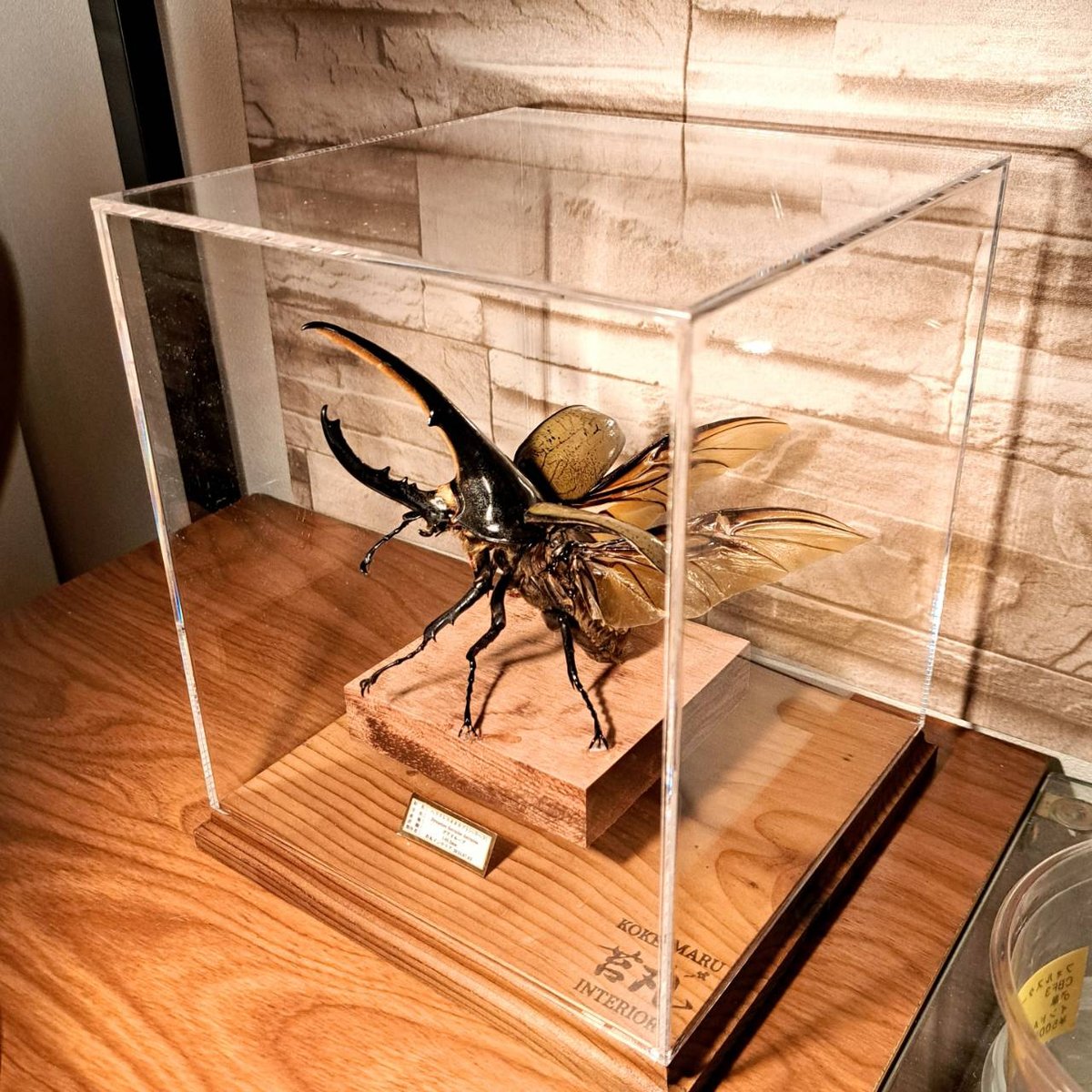 HYOHON『角』s20】ヘラクレスオオカブト♂140.2mm 立体型標本飛翔瞬間