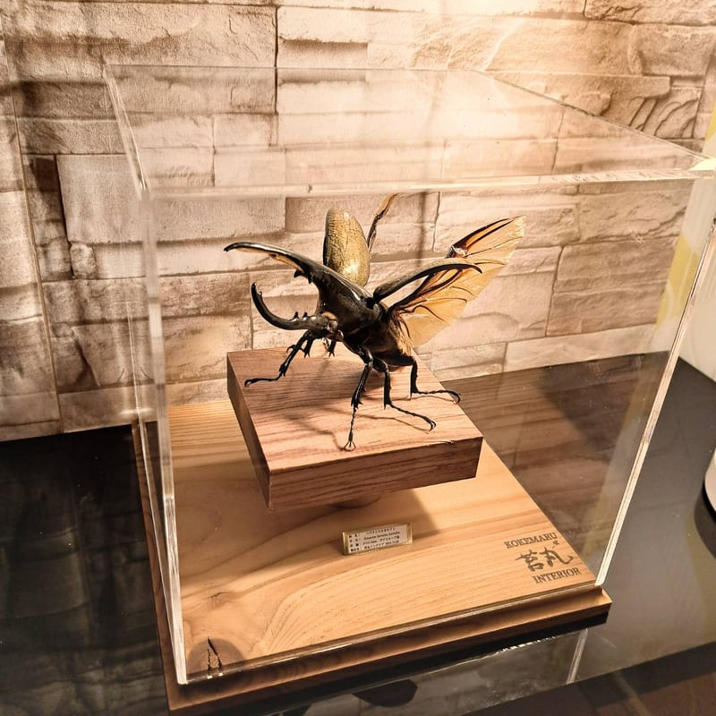 HYOHON『角』s20】ヘラクレスオオカブト♂142.3mm 立体標本立体飛翔