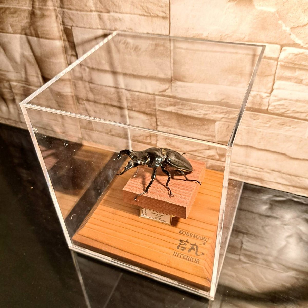 HYOHON『角』15】タランドゥスオオツヤクワガタ♂83.7mm | 苔丸