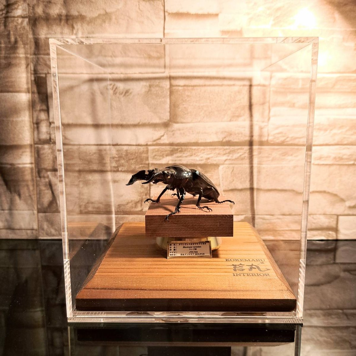 HYOHON『角』15】タランドゥスオオツヤクワガタ♂83.7mm | 苔丸