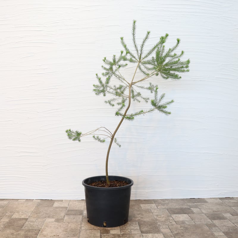 ヒース バンクシア | To.r 植物店